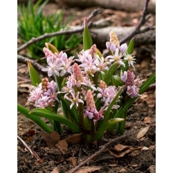 Pink alpine squill - XXL pack 100 pcs ; two-leaf squill