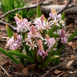 Pink alpine squill - XXXL pack - 500 pcs; two-leaf squill