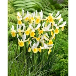 Montecito nizozemski iris - 10 kosov
