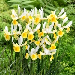 Montecito hollandsk iris - 10 stk - 