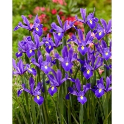 Valentine Dutch iris - 10 stk - 