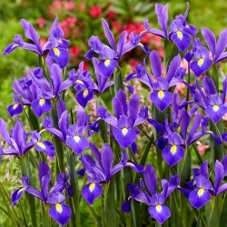 Valentine hollandsk iris - 10 stk - 
