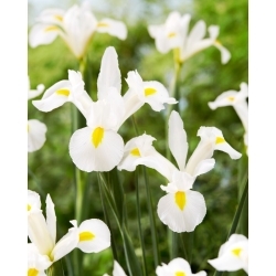 White Magic Dutch iris - 10 pcs