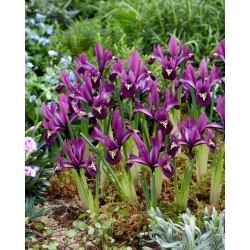 Rejoice netted iris - 10 pcs