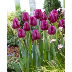 Hervido tulipán - 5 pzs