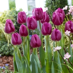 Tulipa cozida - 5 peças