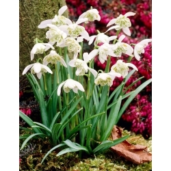 Hippolyta - campanilla blanca de doble flor - XL pack 30 uds - 