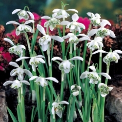 Jaquenetta snowdrop - large package! - 10 pcs
