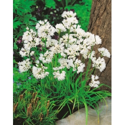 Allium Neapolitanum -  XXXL pack - 1000 pcs
