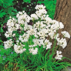 Allium Neapolitanum -  XXXL pack - 1000 pcs