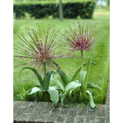 Allium Schubertii - XL pakk - 50 tk