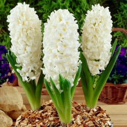 Hyacinth Aiolos - Hyacinth Aiolos - XXL pakiranje 150 kos