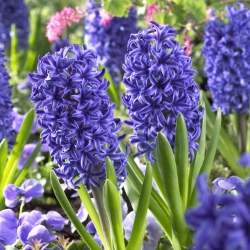 Hyacinthus Blue Jacket - Hyacinth Blue Jacket - XXL balenie 150 ks