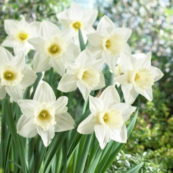 Narcissus Mount Hood - Narciso Mount Hood - pacote XXXL 250 unid.