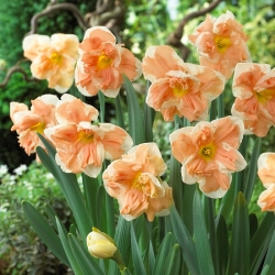 Daffodil Apricot Whirl - pacote XXXL 250 unid.