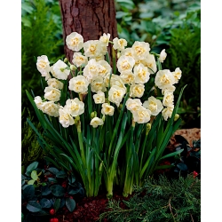 Narcissus Morsiuskruunu - Narsissin morsiuskruunu - XXXL pakkaus 250 kpl