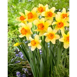 Narcissus Fortissimo - Påskelilje Fortissimo - XXXL pakke 250 stk.