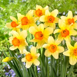 Narcissus Fortissimo - Narcizas Fortissimo - XXXL pakuotė 250 vnt.