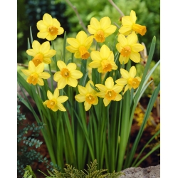 Narcissus Jetfire - Daffodil Jetfire - pacote XXXL 250 unid.