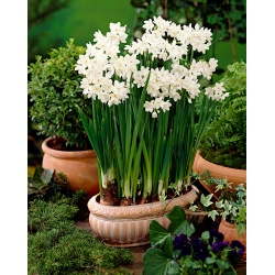 Narcissus Paperwhites Ziva - Narciso Paperwhites Ziva - Confezione XXXL 250 pz