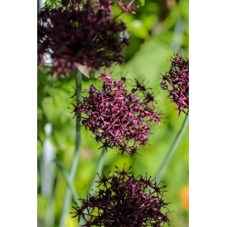 Allium Atropurpureum - XXXL pack  250 pcs