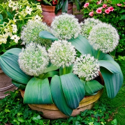 Allium karataviense - XXL balenie 150 ks