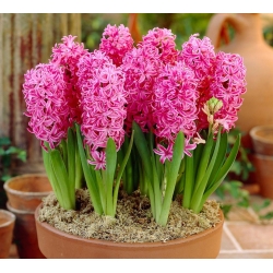 Hyacinthus Pink Pearl - Hyacinth Pink Pearl - XXL pakke 150 stk