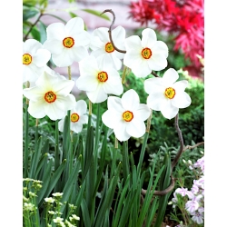 Narcissus Actaea - Narzisse Actaea - XXXL-Packung 250 Stk - 