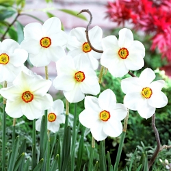 Narcissus Actaea - Narzisse Actaea - XXXL-Packung 250 Stk - 