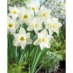 Narcissus Mount Hood - Narciss Mount Hood - XXXL iepakojums 250 gab.