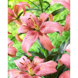 Morpho Pink Asiatic lily - XL pakuotė - 50 vnt.