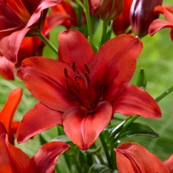 Červená Highland Asiatic lily - XL balení - 50 ks.