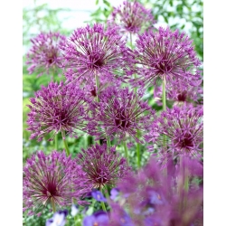 Purple Rain ornamental onion - XXL pack 150 pcs