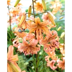 Pink Giant tiger lily - XL pack - 50 pcs