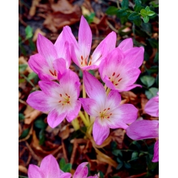 Colchicum Lilac Wonder - Autumn Meadow Saffron Syrin Wonder - XL pakke - 50 stk - 