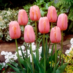 Tulipa Menton - Tulp Menton - XXXL pak 250 st - 