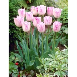 Tulipa Shirley - Tulipán Shirley - XXXL csomag 250 db.