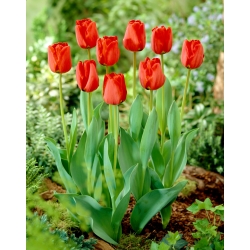 Tulipa Apeldorn - Tulpe Apeldorn - XXXL-Packung 250 Stk - 