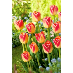Tulipán Candy Corner - Tulipán Candy Corner - XXXL balenie 250 ks