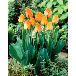 Tulipa Daydream - Tulip Daydream - XXXL-Packung 250 Stk - 