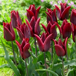 Tulipa Lasting Love - Tulipán Tartós szerelem - XXXL csomag 250 db.