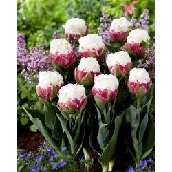 Tulip Ice Cream - rare, peony-shaped flowers - XXXL pack  250 pcs