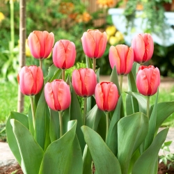 Tulipa 'Apricot Impression' - pacote XXXL 250 unid.