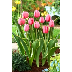 Tulip Design Impression - XXXL balení 250 ks.