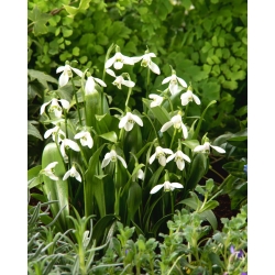 campanilla de invierno verde - 5 piezas; Campanilla blanca de Woronow, Galanthus woronowii - XXXL pack 250 uds - 