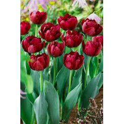 Tulipán antracitový - XXXL balenie 250 ks
