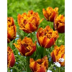 Tulip Bastia - XXXL опаковка 250 бр - 