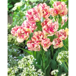 Tulipa 'Belicia' - pacote XXXL 250 unid.