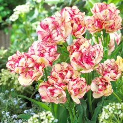 Tulipa 'Belicia' - pacote XXXL 250 unid.