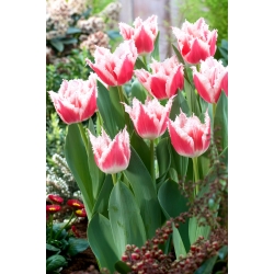 Tulip Bell Song - XXXL опаковка 250 бр - 